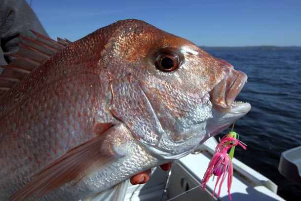 Snapper in high-tech barotrauma study